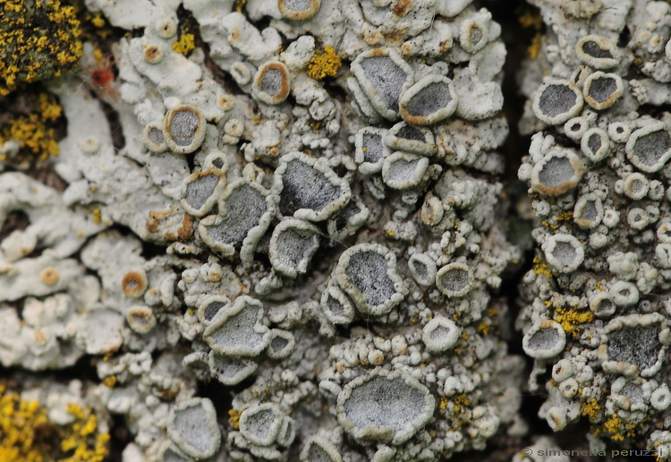 Licheni del parco sotto casa